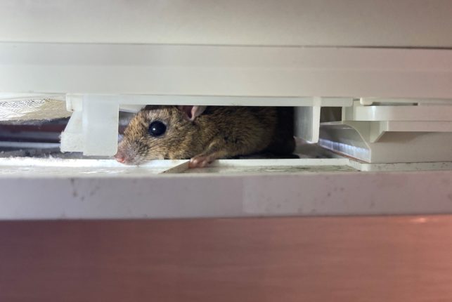 神奈川県　H様　家中をネズミがちょろちょろ