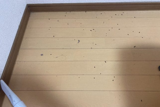 神奈川県　I様　排気口にコウモリの巣が