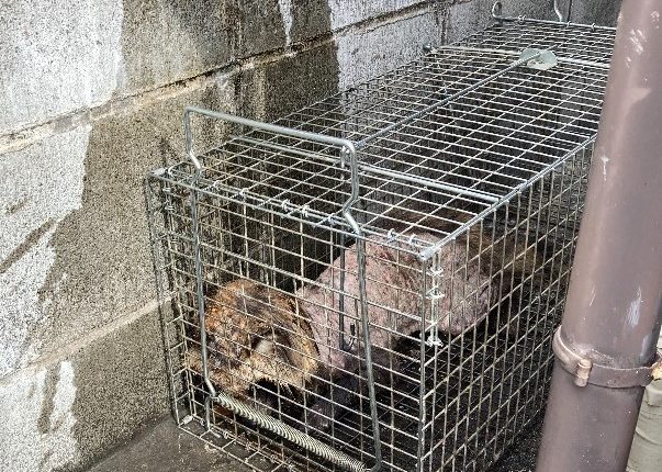神奈川県　H様　空き家の住人はハクビシン